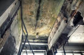 Reliable Ransomville, NY Mold Removal Services Solutions